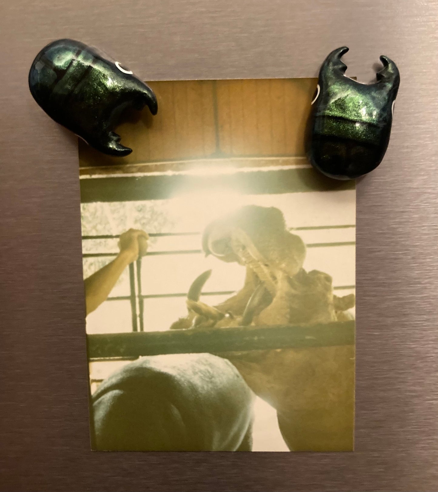 Platycerus caprea Magnet