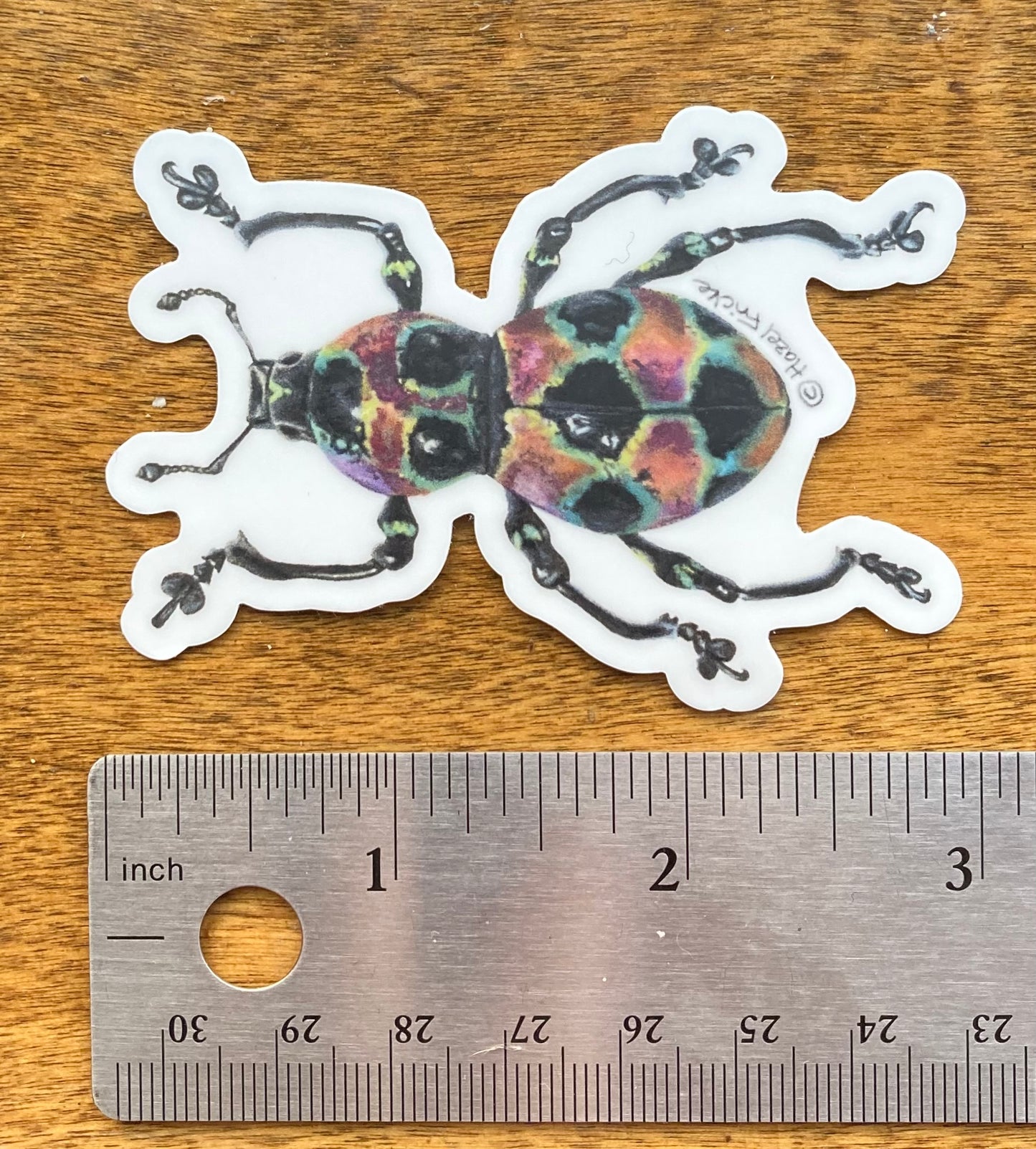 Pachyrhynchus orbifer Sticker