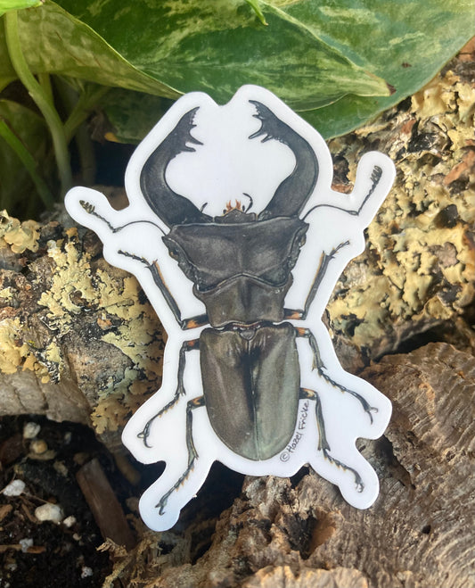 Cyclommatus pulchellus Sticker