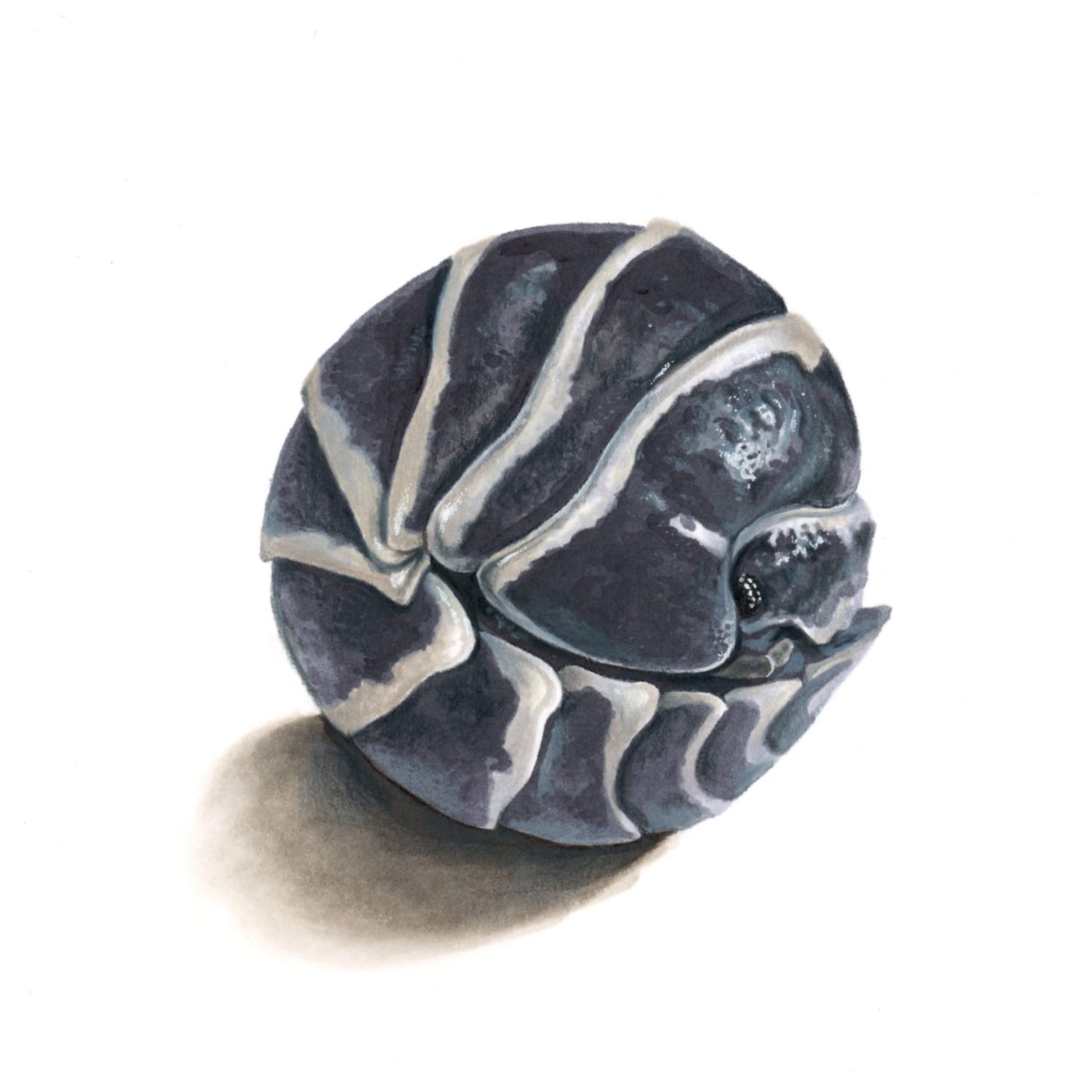 Armadillidium maculatum, curled Illustration