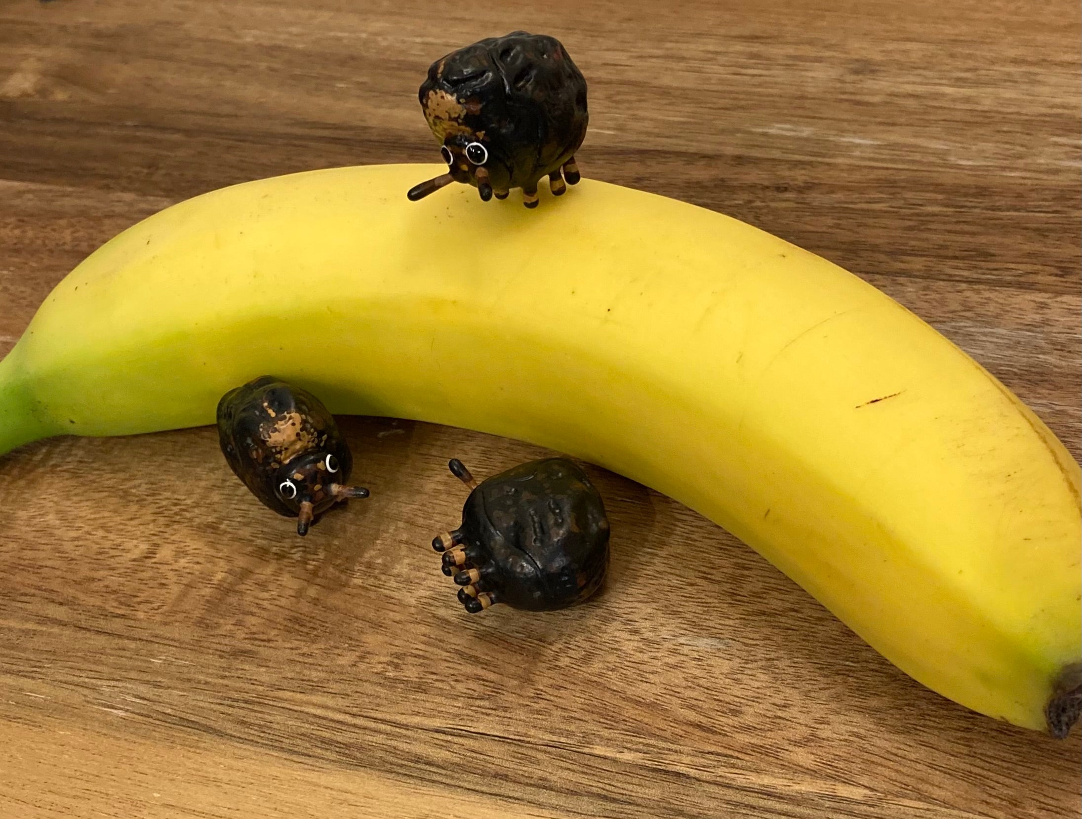 Exema dispar Sculpture