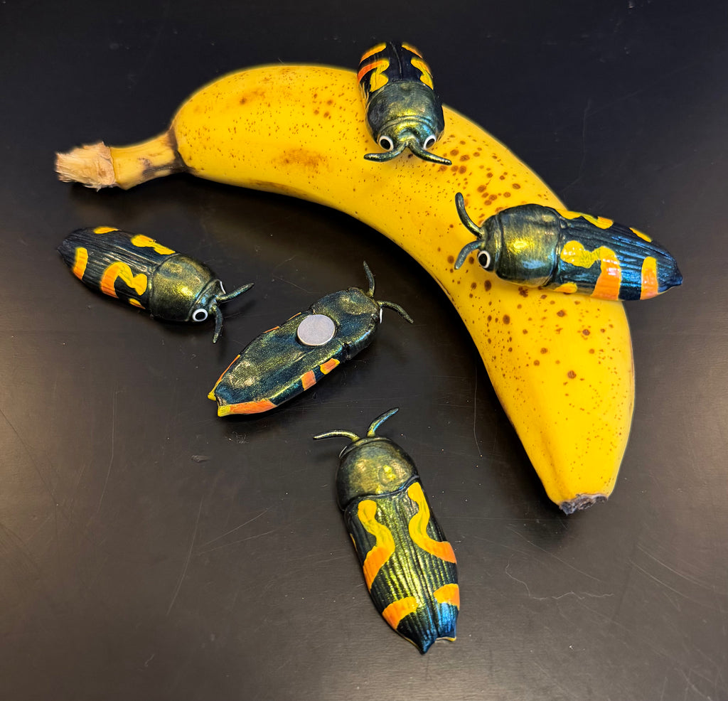 Castiarina flavopicta Magnet