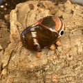 Clastoptera obtusa Sculpture