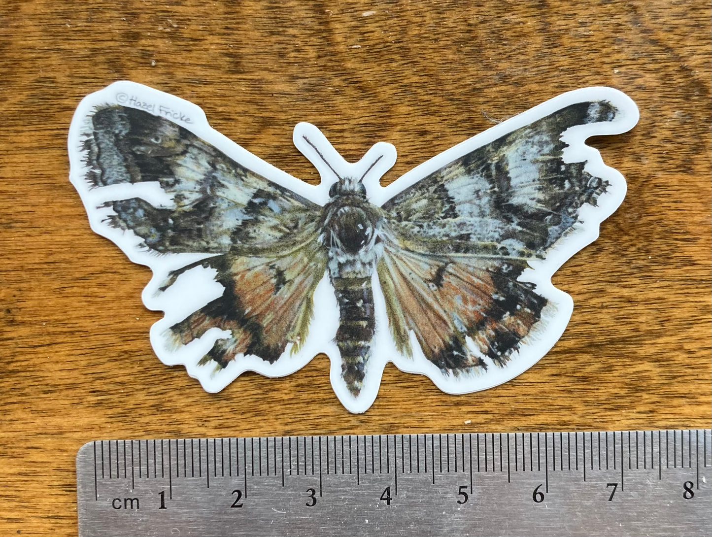 Drasteria howlandii Moth Sticker