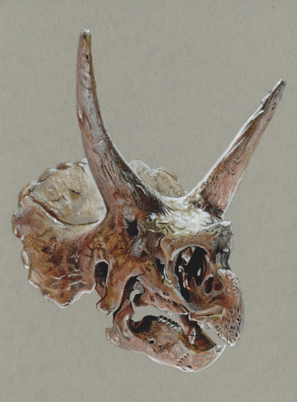 Triceratops Skull Illustration