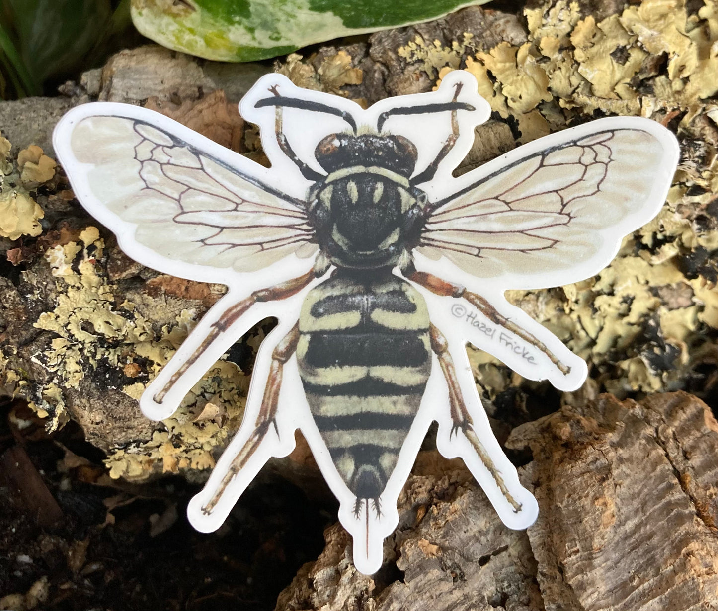 Triepeolus grandis Bee Sticker