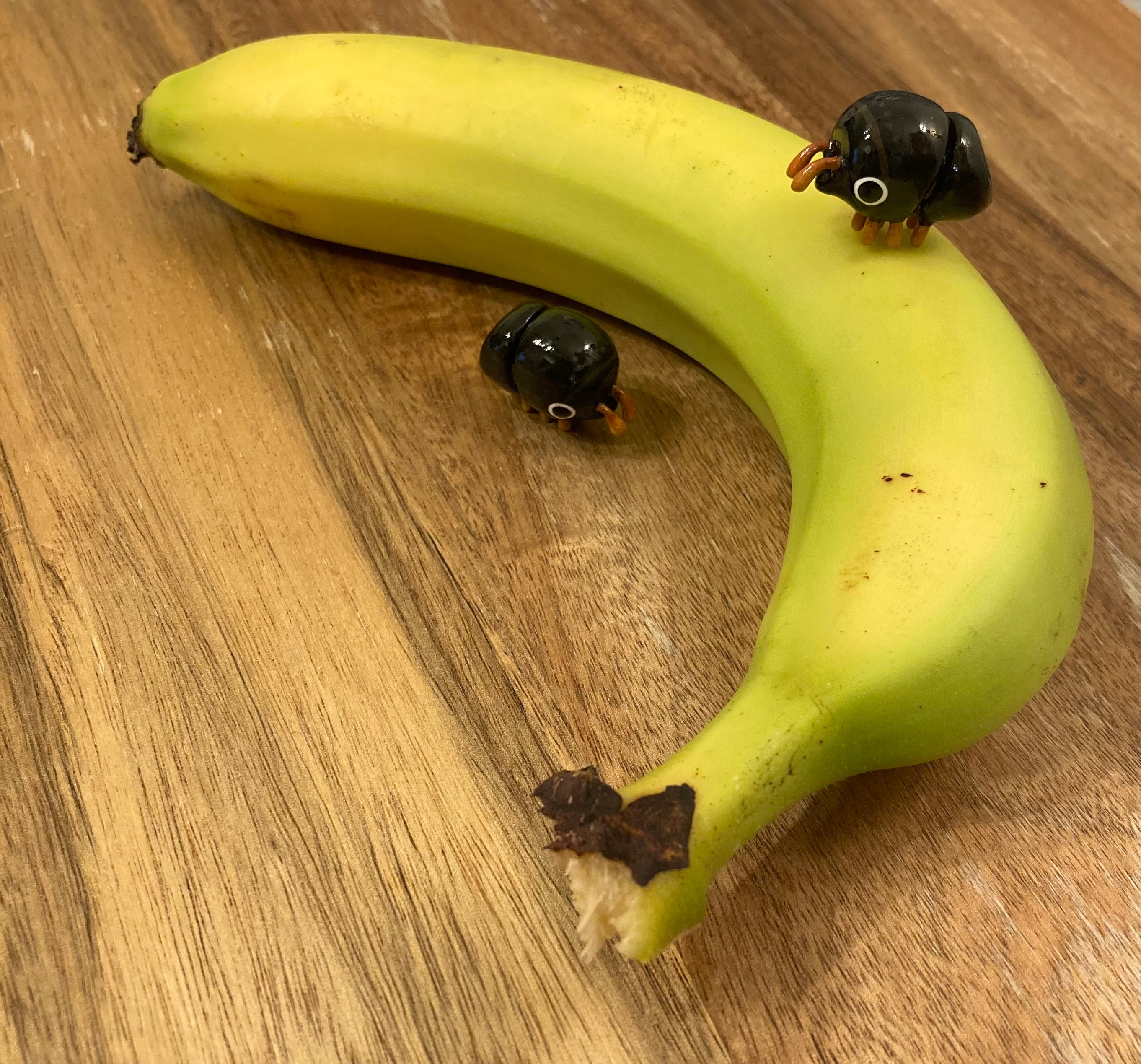 Cnestus mutilatus Sculpture