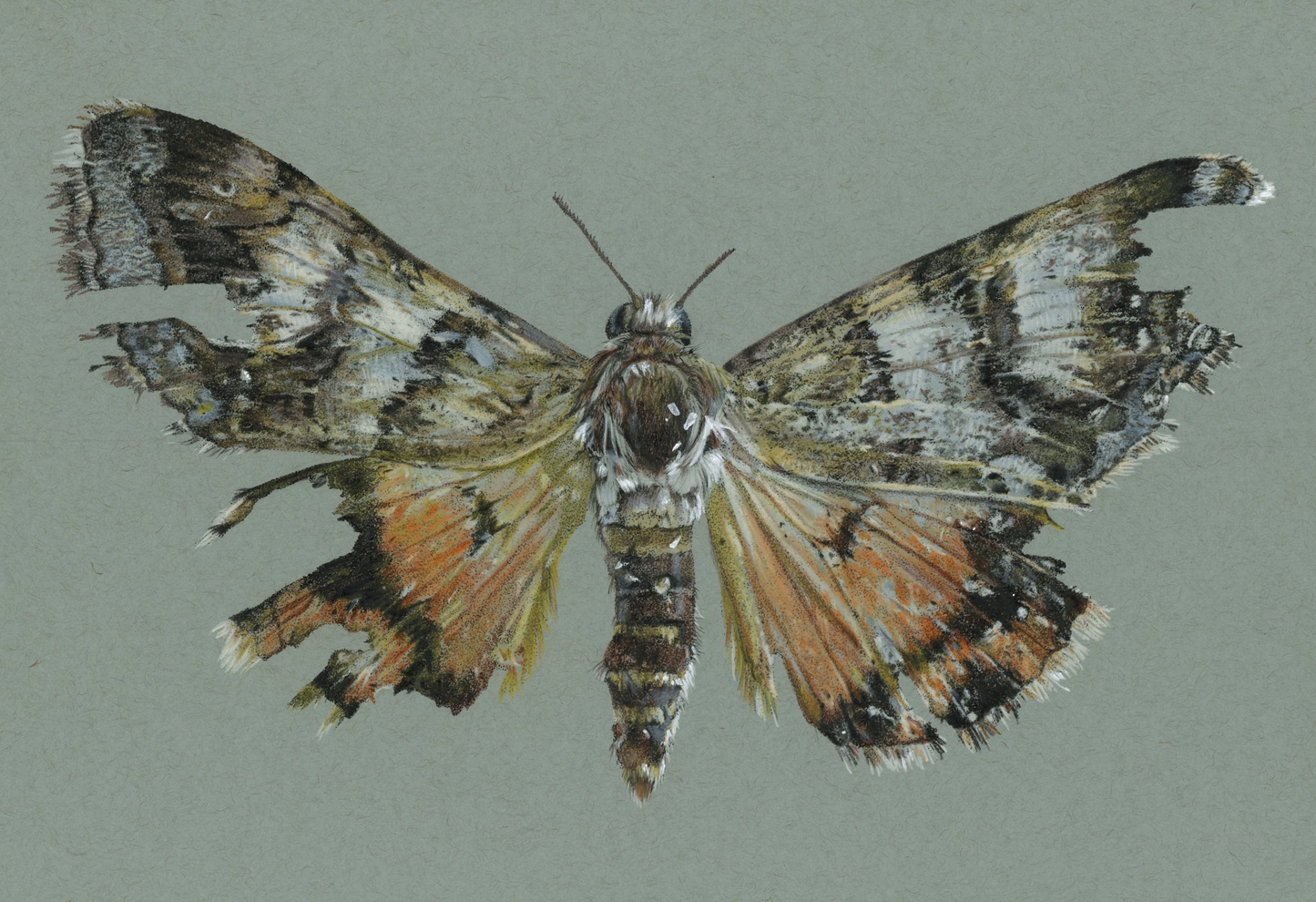 Drasteria howlandii Moth Illustration