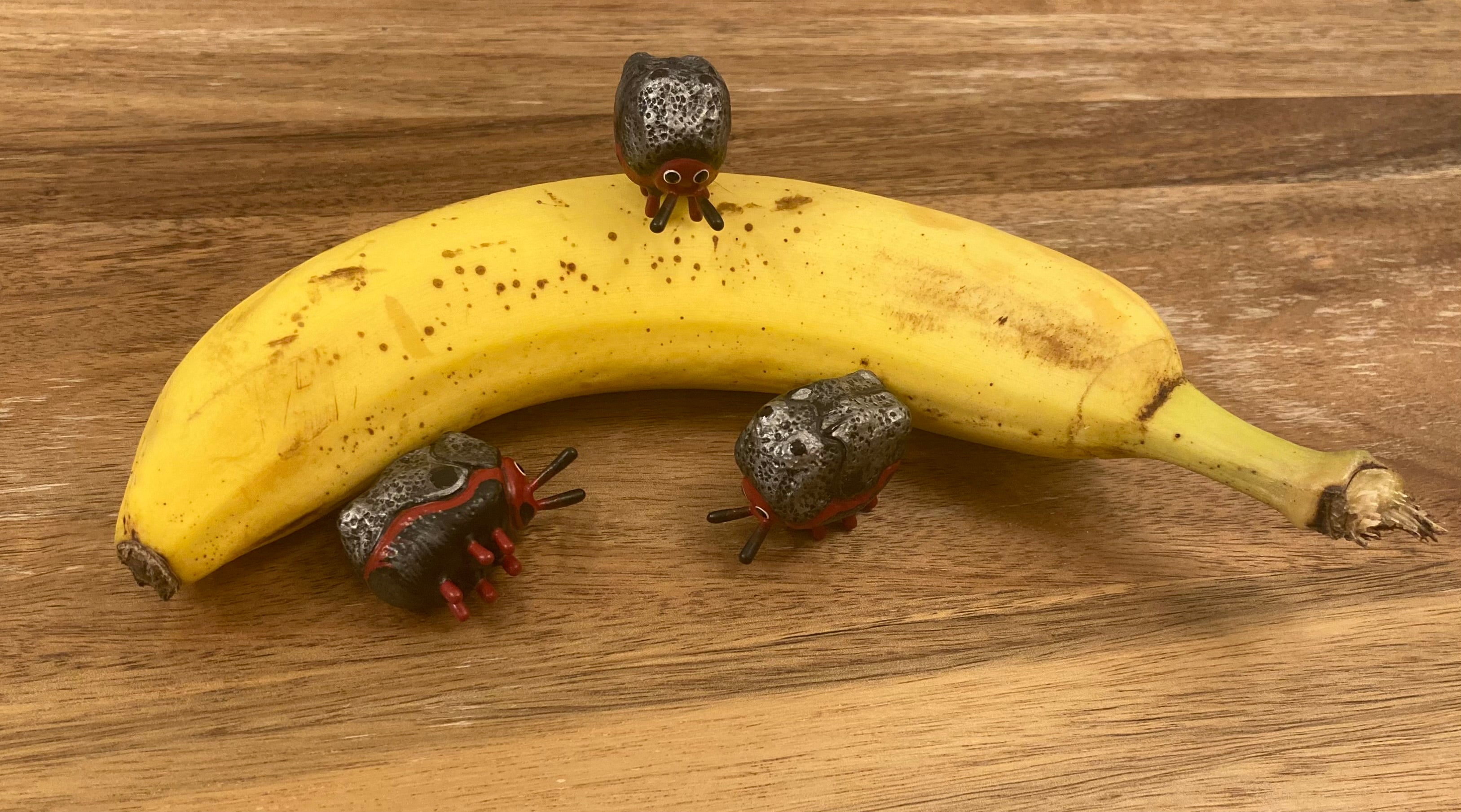 Chlamisus maculipes Sculpture