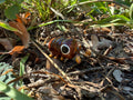 Baeus sp. Wasp Sculpture