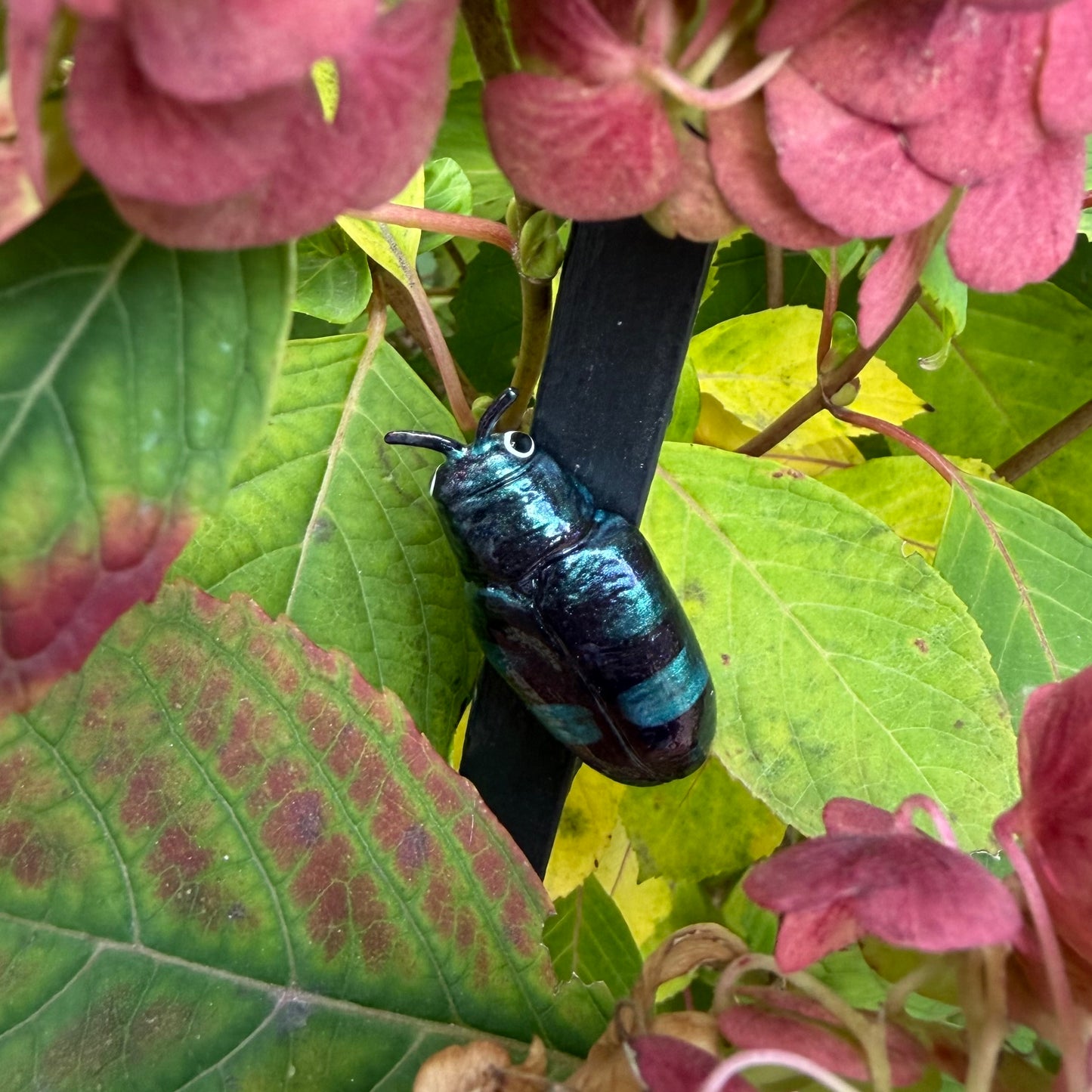 Chrysobothris chlorocephala Magnet