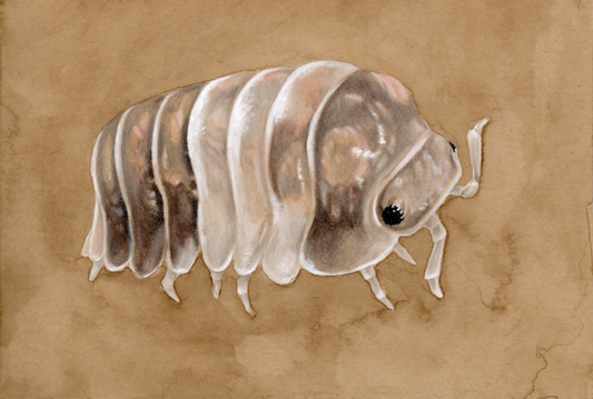 Cubaris sp. "Panda King" Isopod Illustration