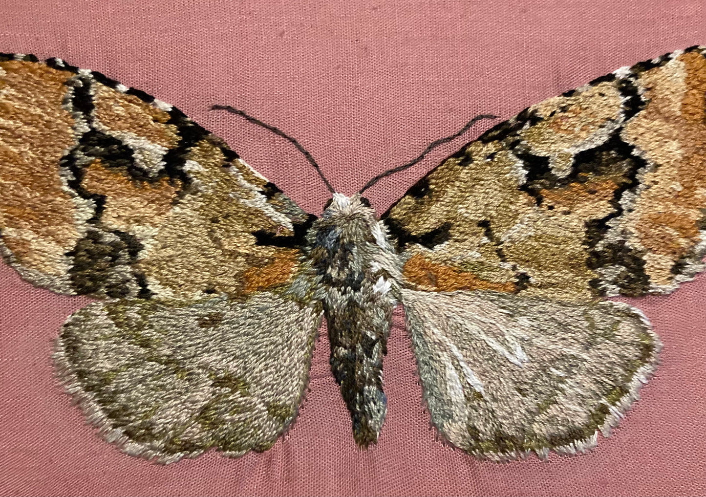 Emarginea percara Moth Embroidery