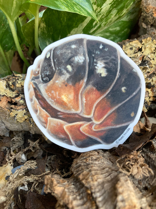 Armadillidium klugii Curled Sticker