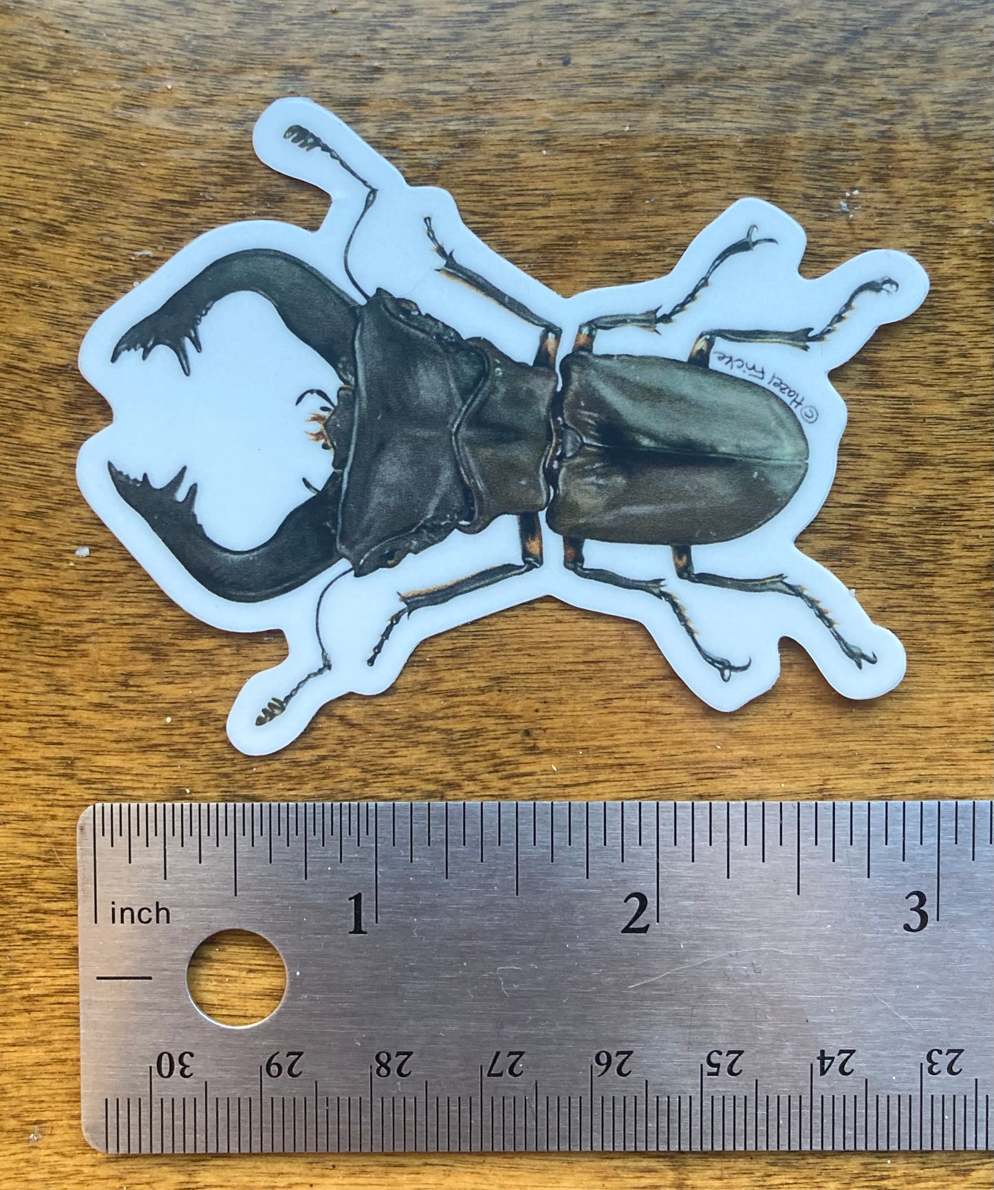 Cyclommatus pulchellus Sticker