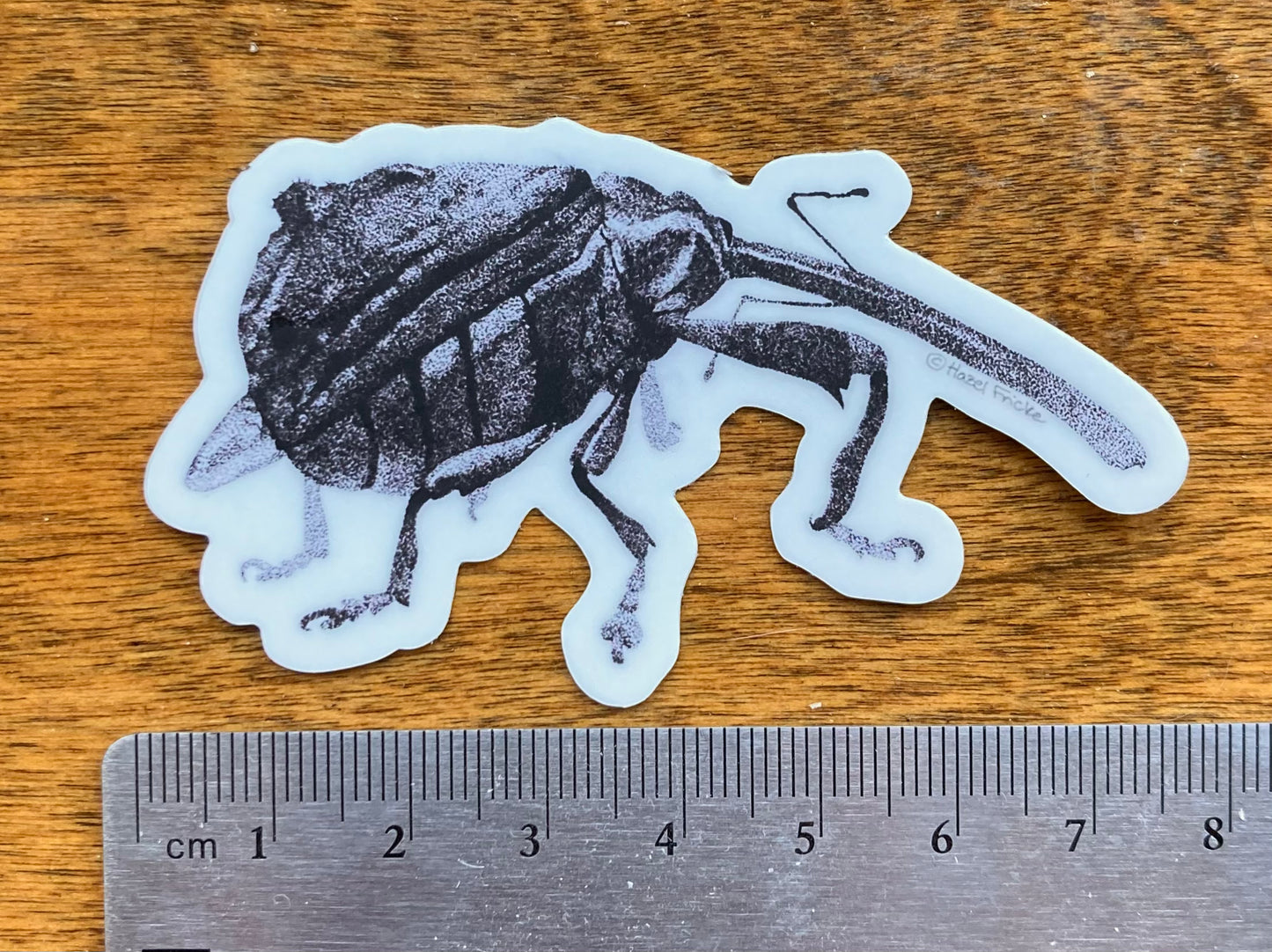 Anthonomus quadrigibbus Weevil Sticker