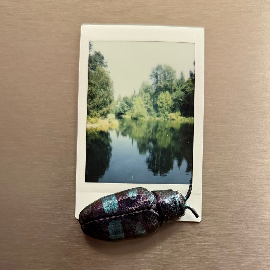 Chrysobothris chlorocephala Magnet