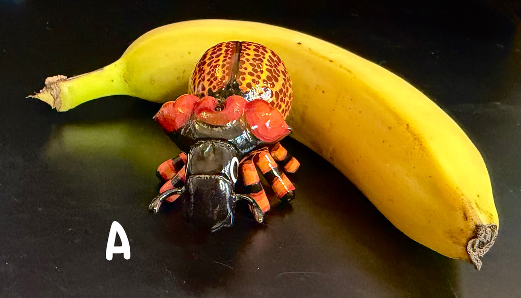 Brachycerus obesus "Obese Lily Weevil" Sculpture B-Grade