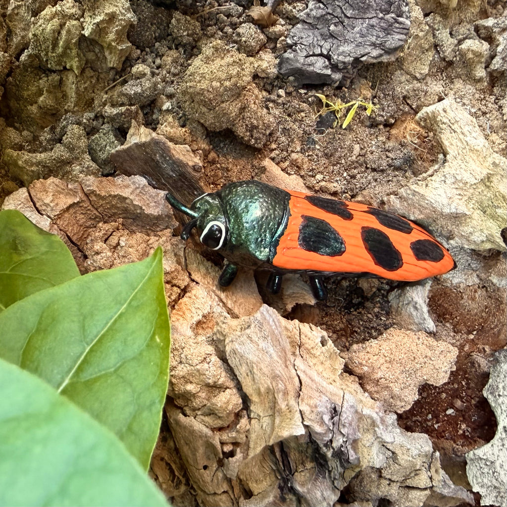 Castiarina octomaculata Sculpture