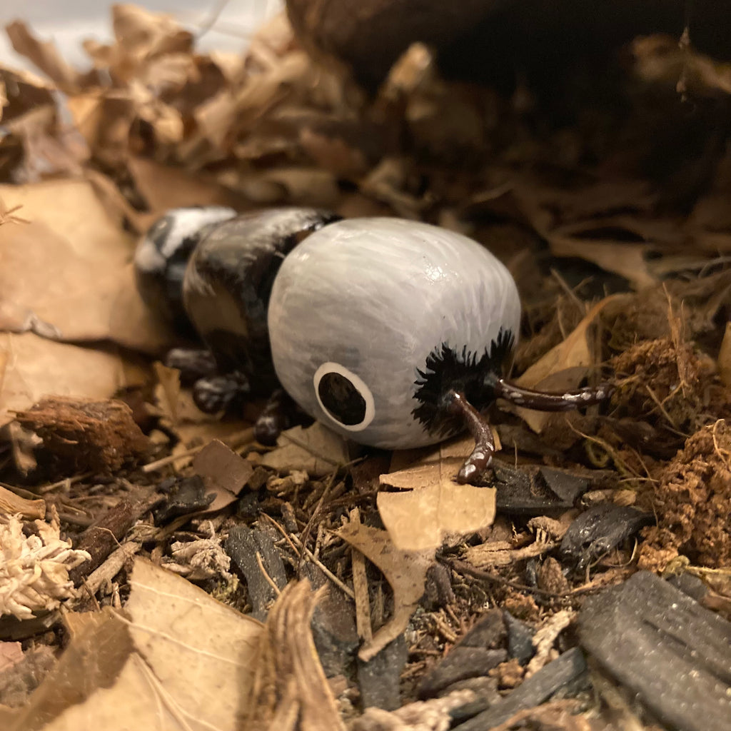 Euspinolia militaris "Panda Ant" Sculpture