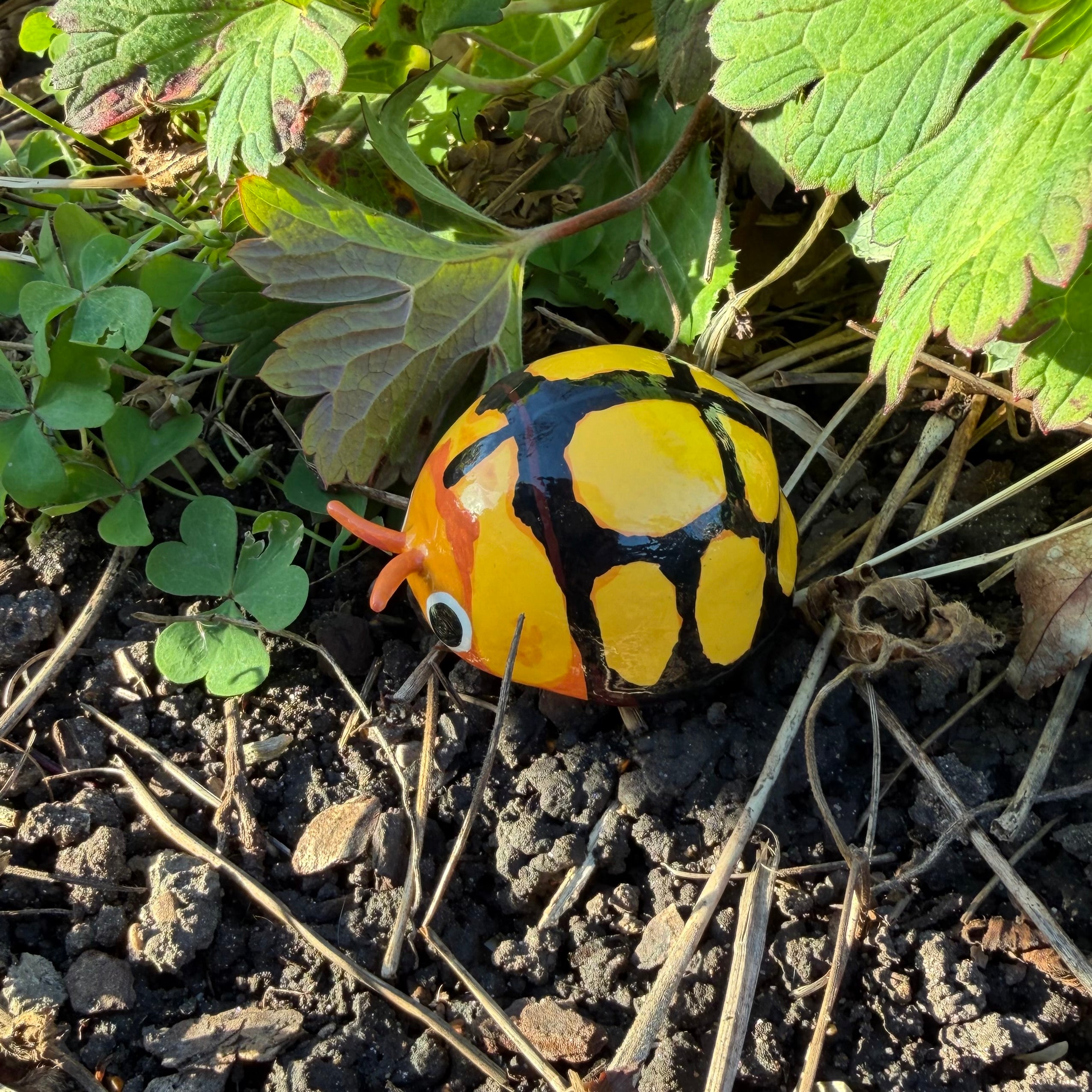 Heteroneda billardieri (AKA Netty Ladybird) Sculpture