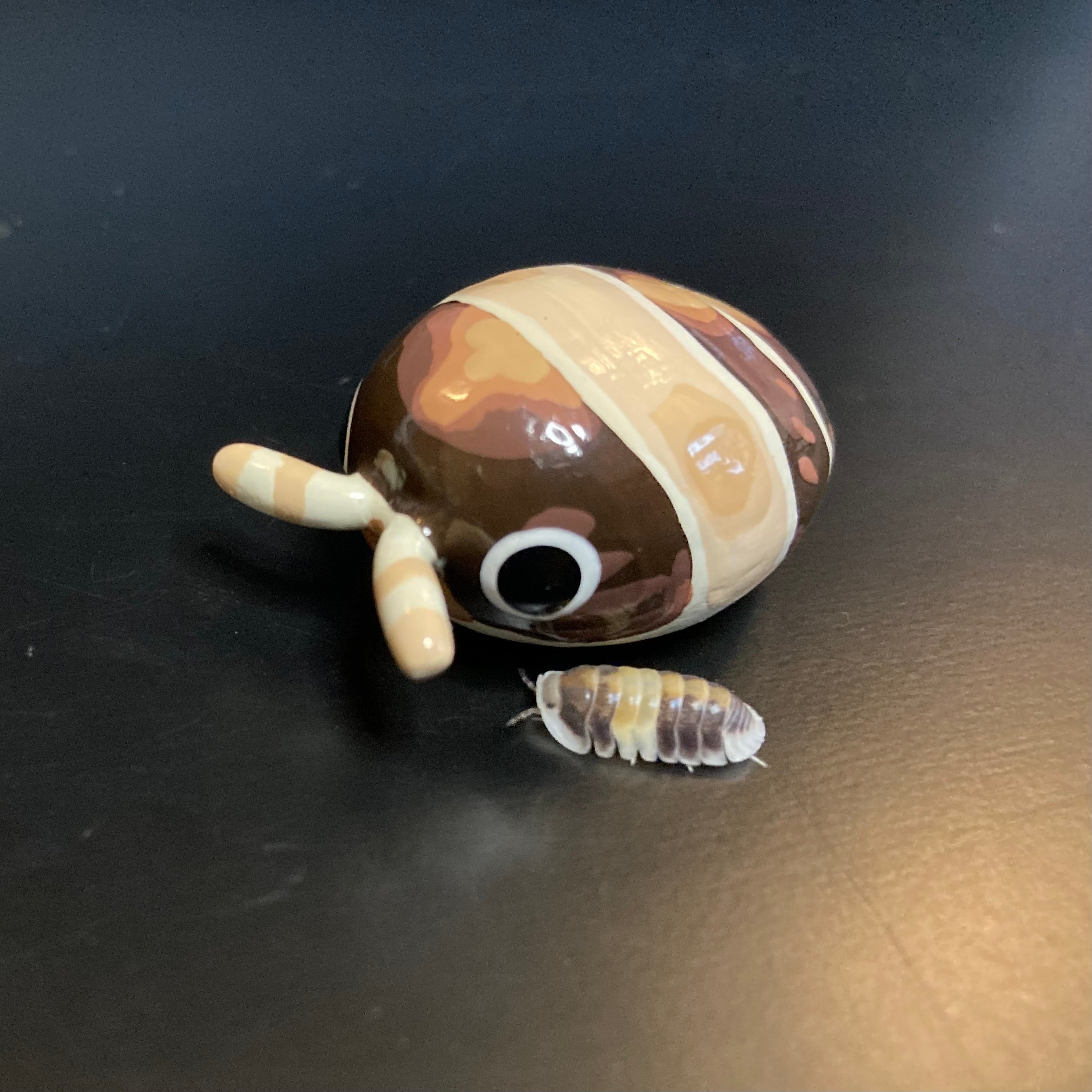 Cubaris sp. "Cappuccino" Isopod Mini Sculpture