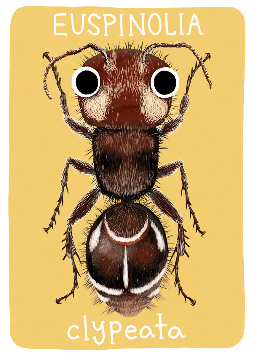 Mutillidae Mini Prints