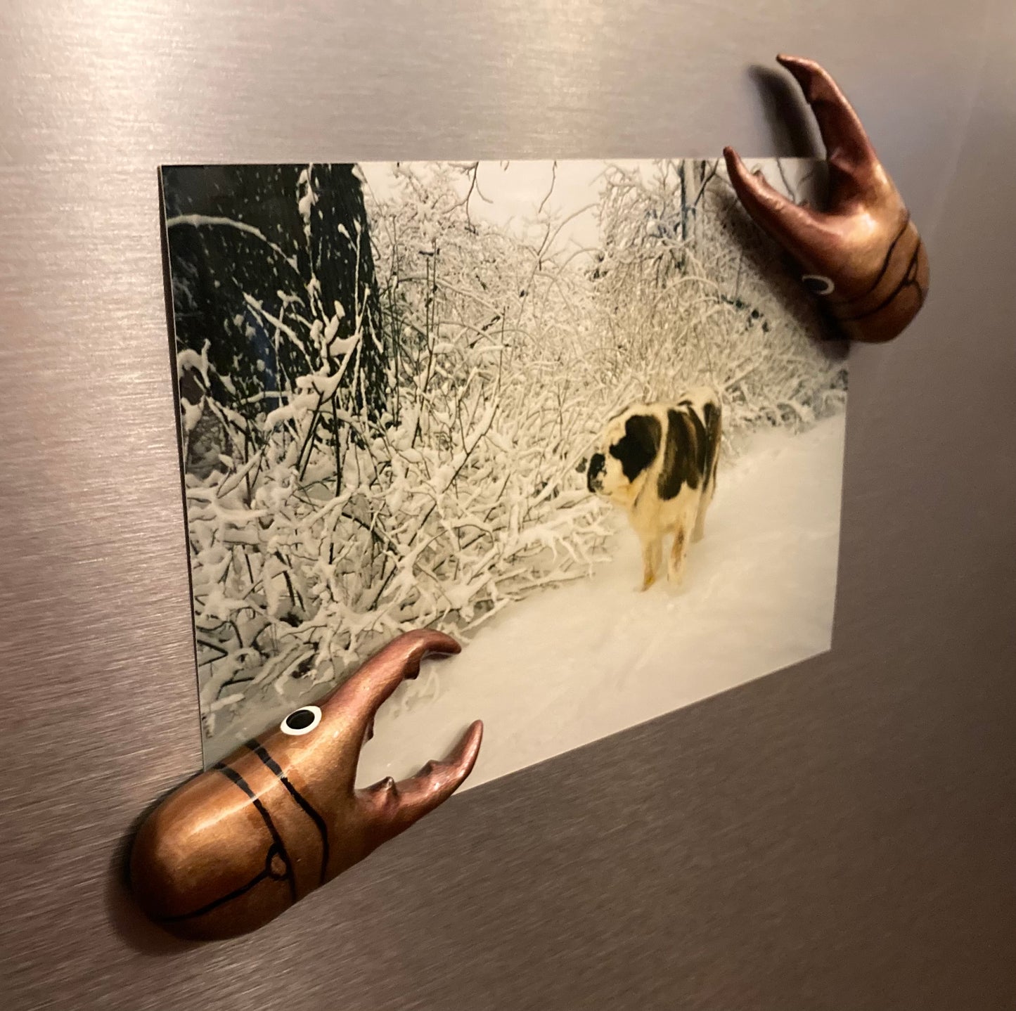 Cyclommatus metallifer Magnet