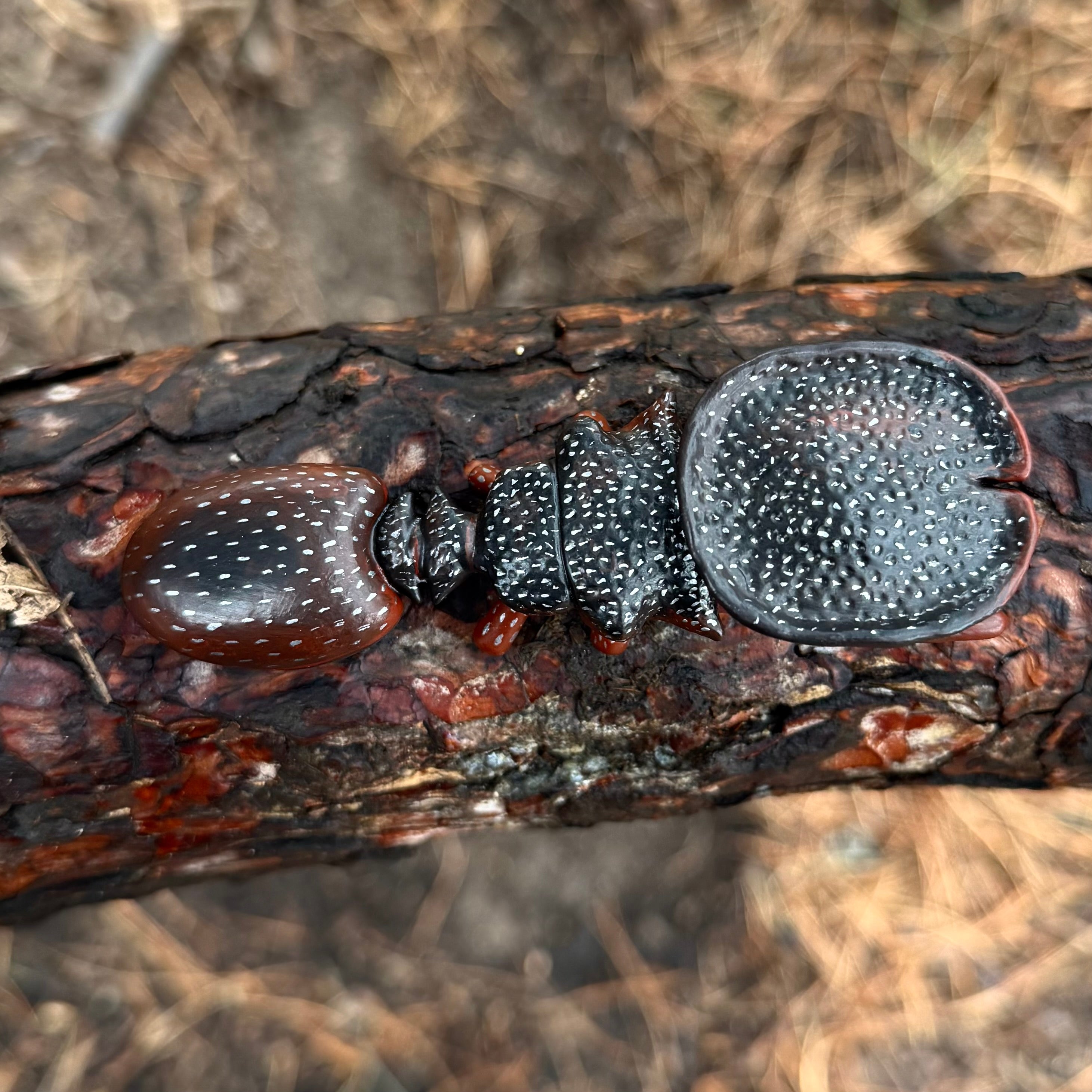 Cephalotes varians "Northern Caribbean Turtle Ant" Sculpture