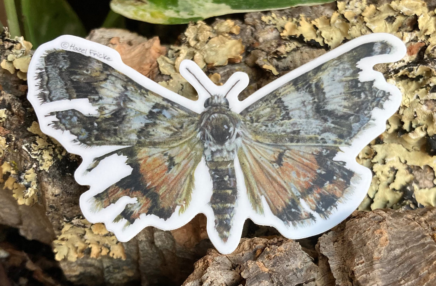 Drasteria howlandii Moth Sticker