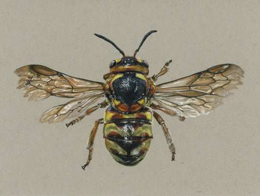 Dianthudium curvatum Illustration