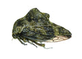 Telamona dubiosa Treehopper Illustration
