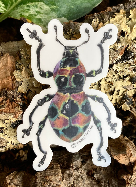 Pachyrhynchus orbifer Sticker