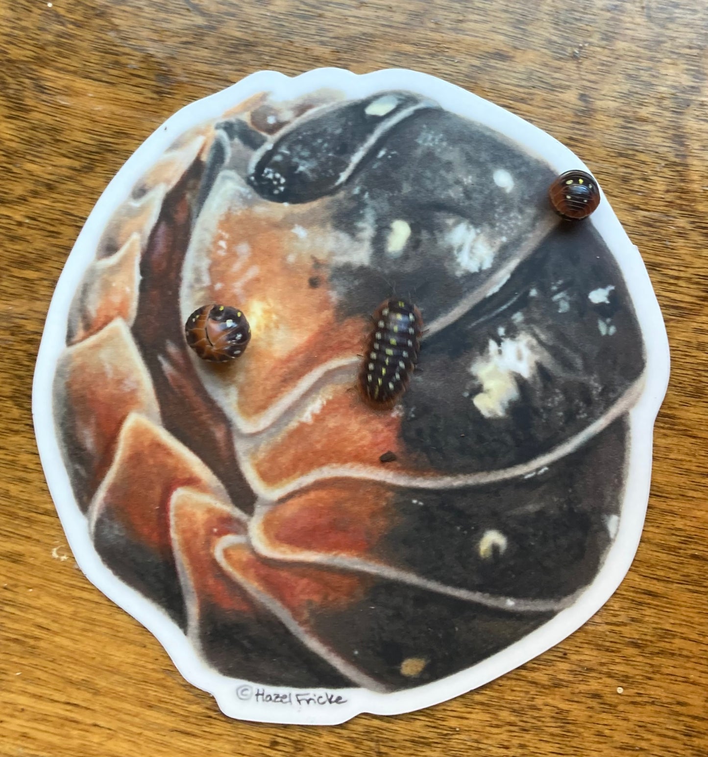 Armadillidium klugii Curled Sticker