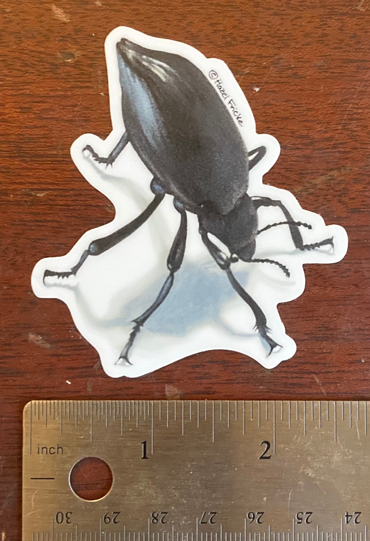 Eleodes sp. Beetle Sticker