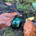 Platycerus caprea Magnet