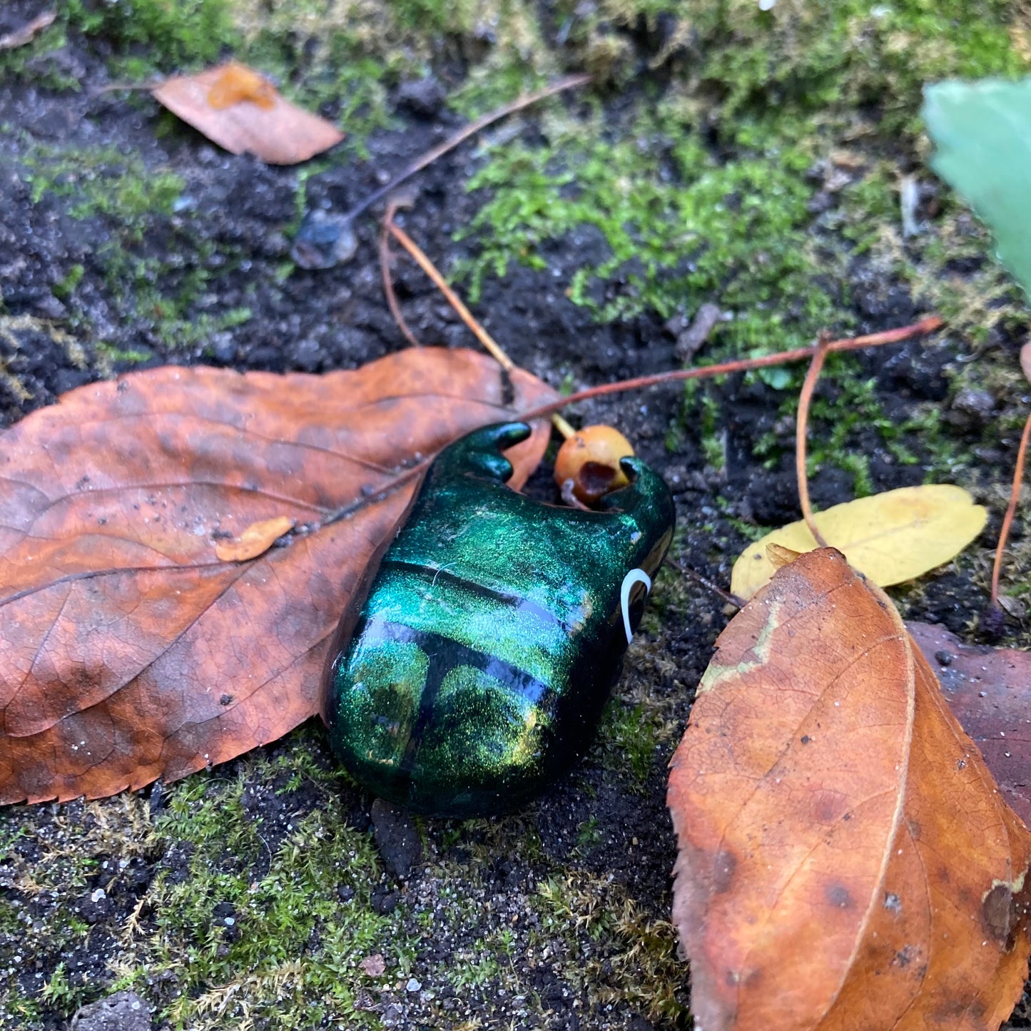 Platycerus caprea Magnet