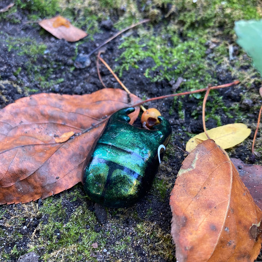 Platycerus caprea Magnet