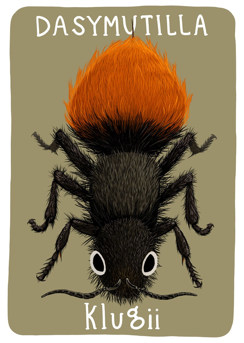 Mutillidae Mini Prints