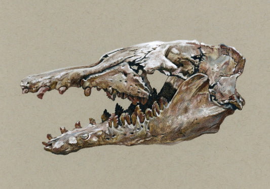 Basilosaurus Skull Illustration