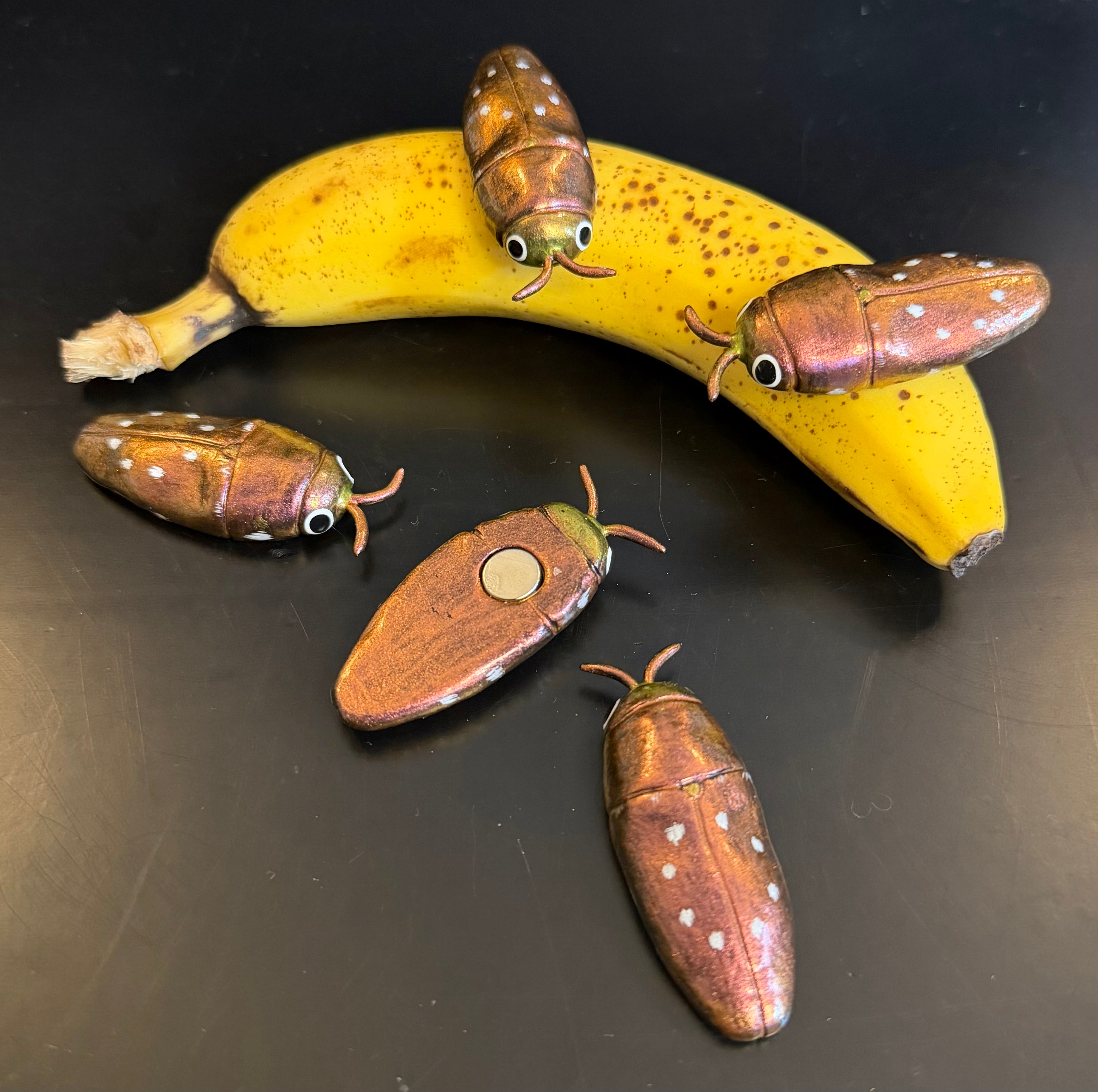 DISCOUNT // MISPAINTED Diphucrania albosparsa Magnet