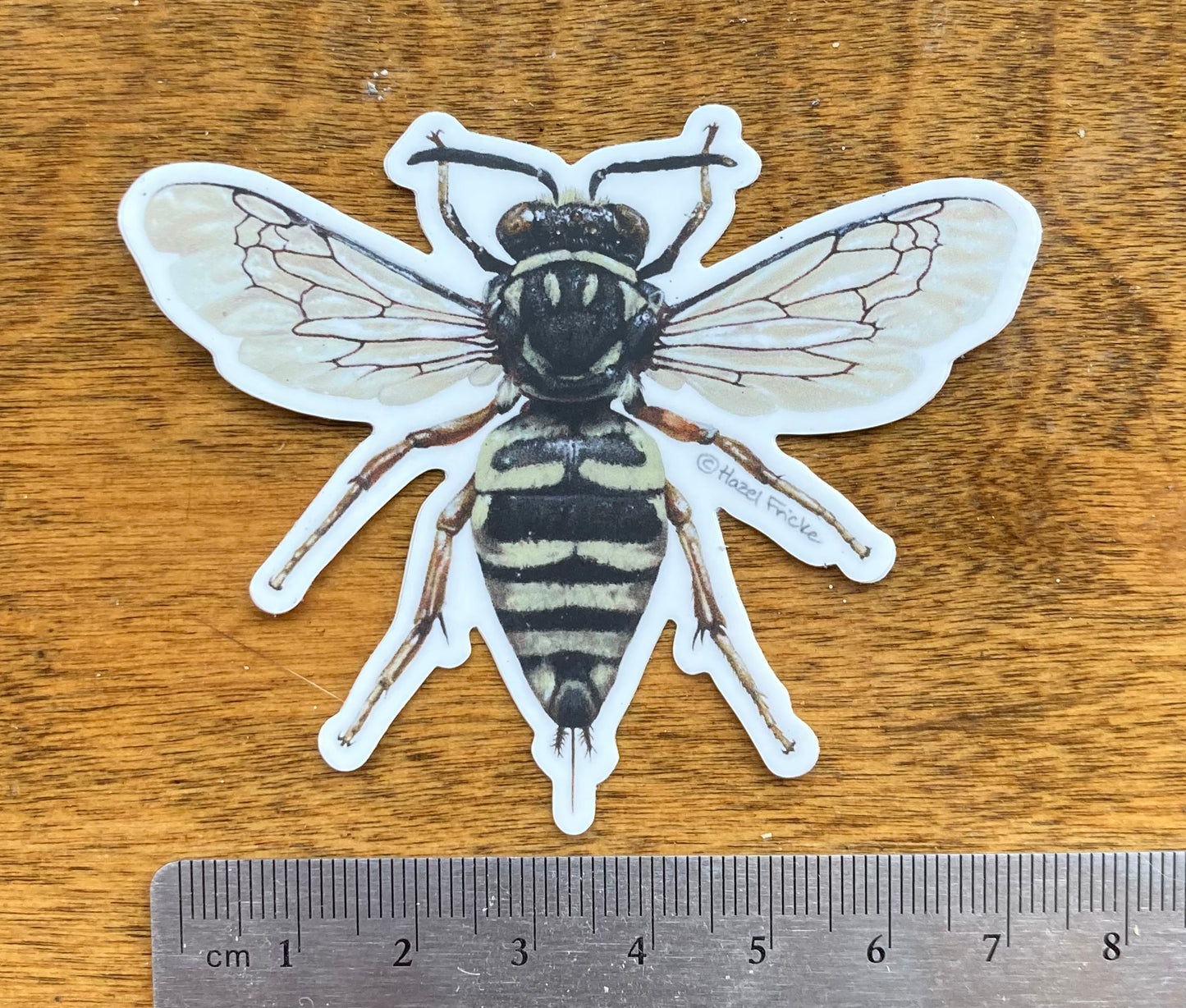 Triepeolus grandis Bee Sticker