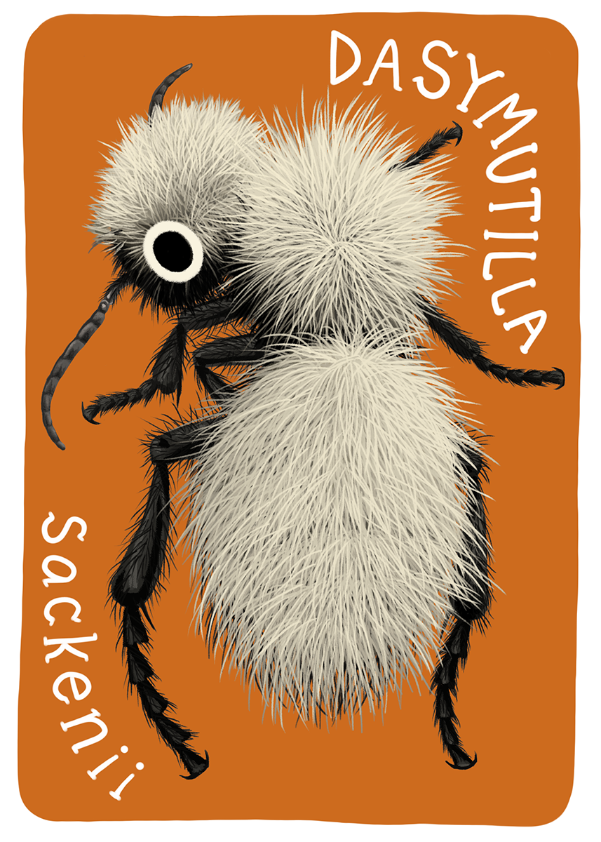 Mutillidae Mini Prints
