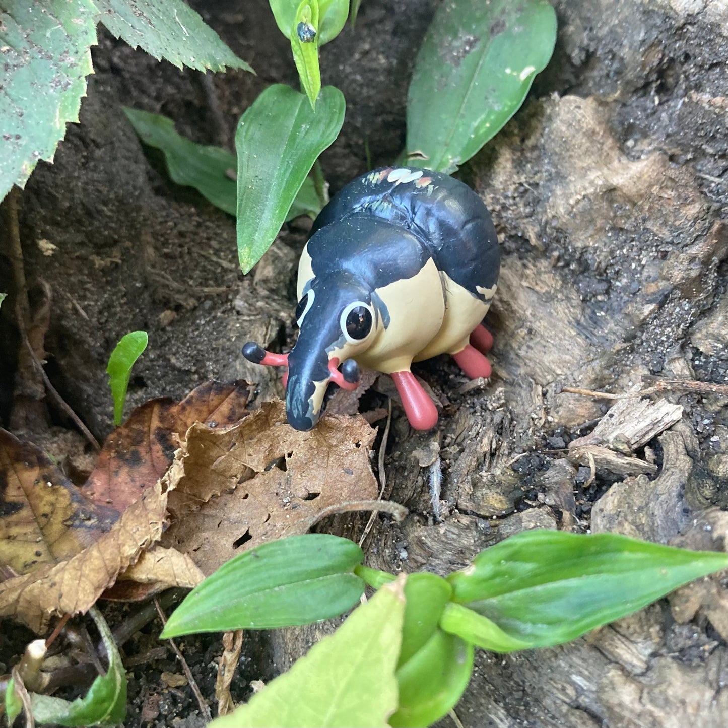 Phytobius leucogaster Sculpture