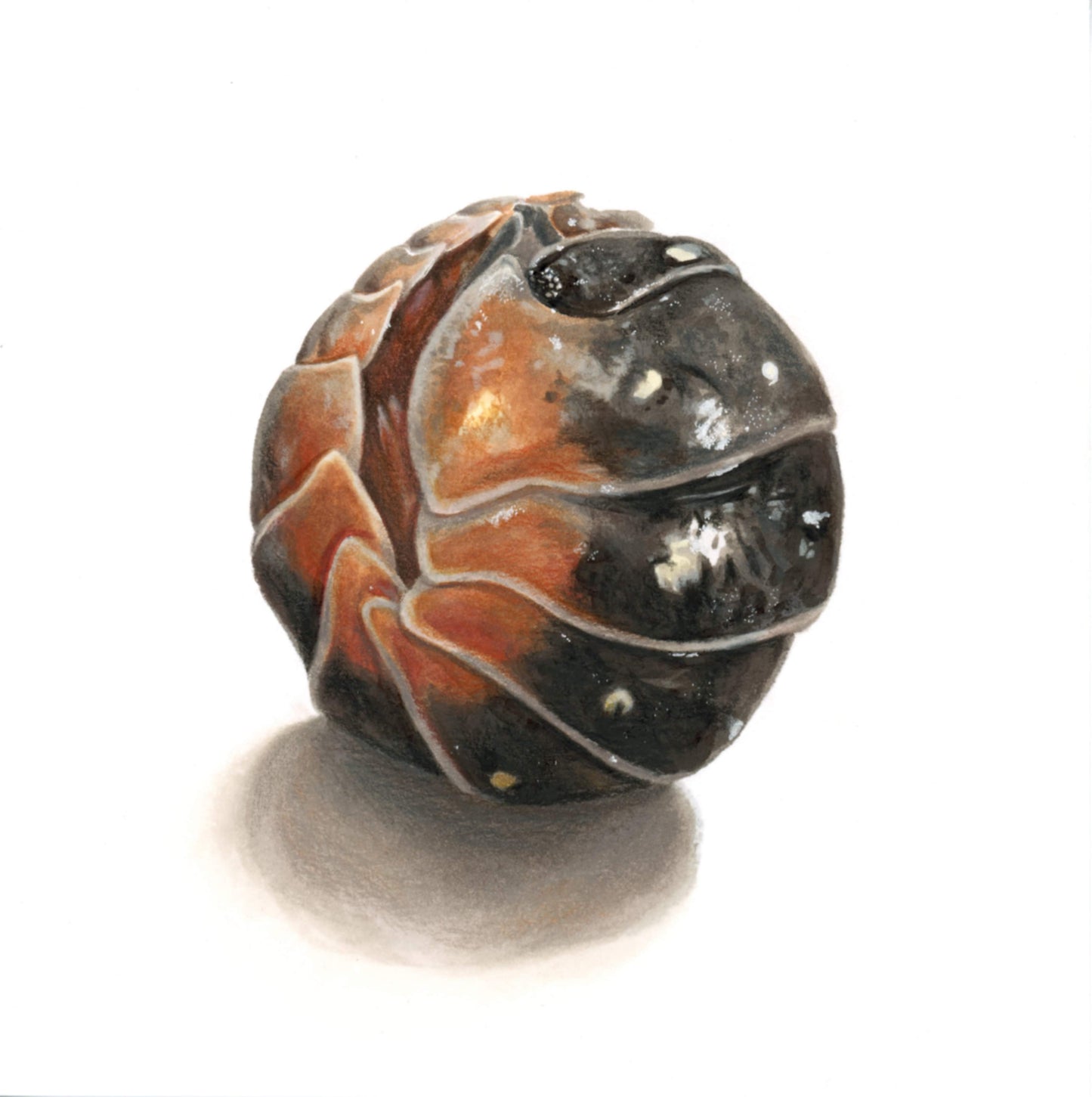 Armadillidium klugii, curled Illustration