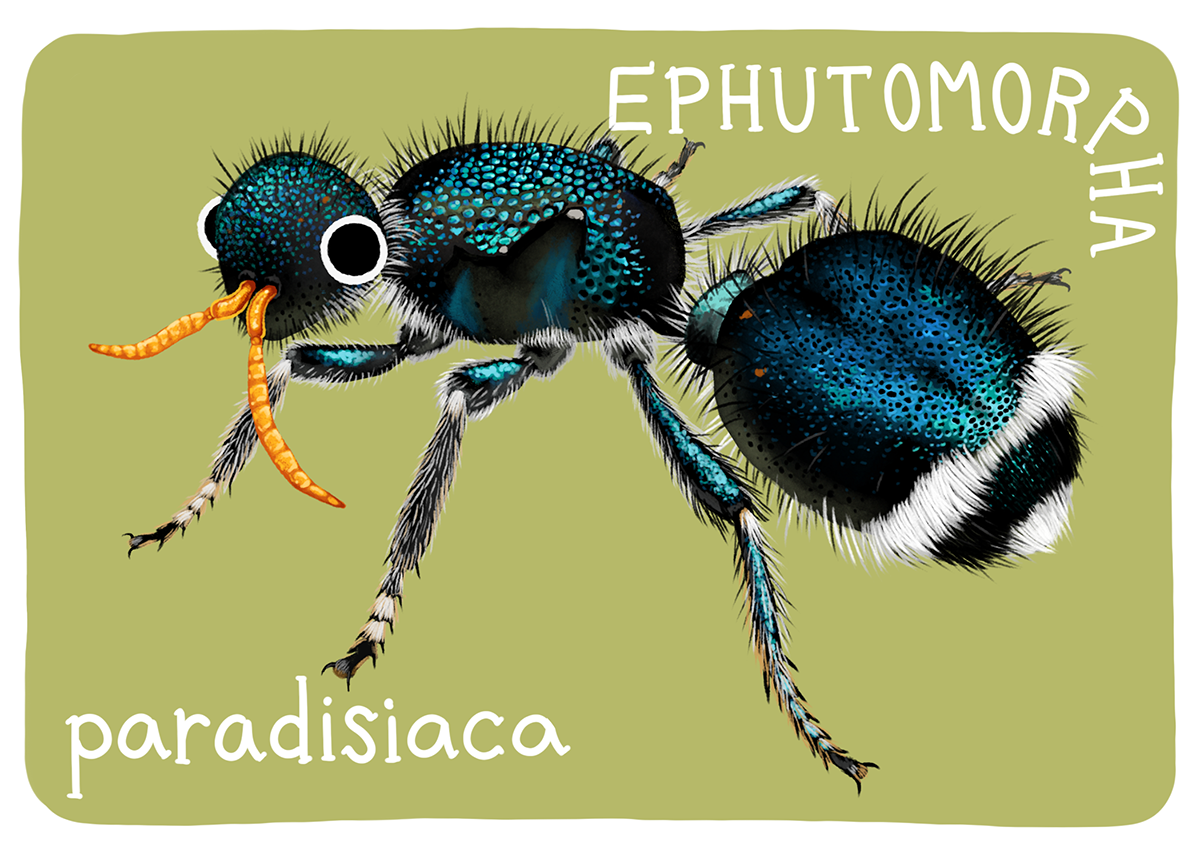 Mutillidae Mini Prints