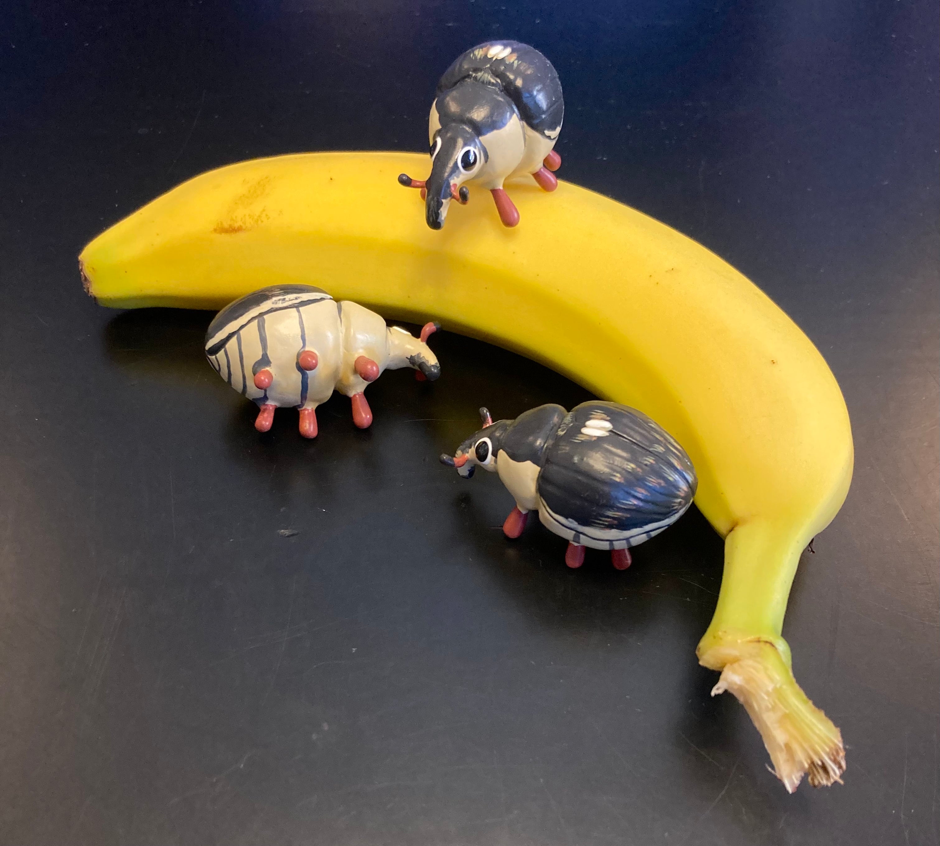 Phytobius leucogaster Sculpture