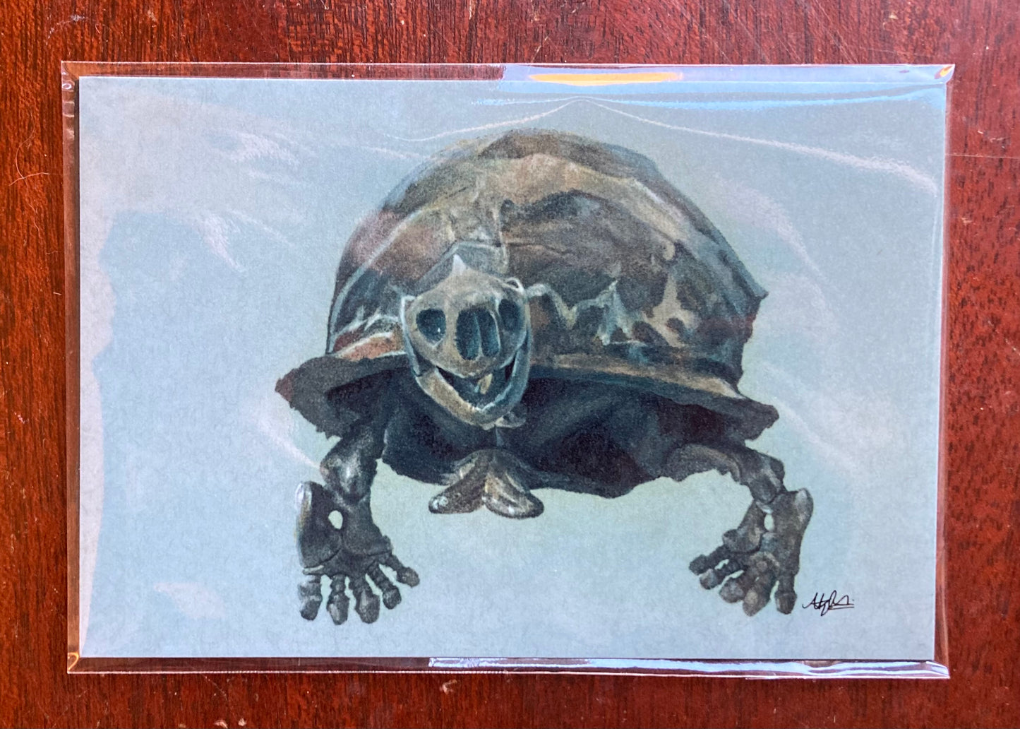 PRINT Megalochelys atlas Illustration