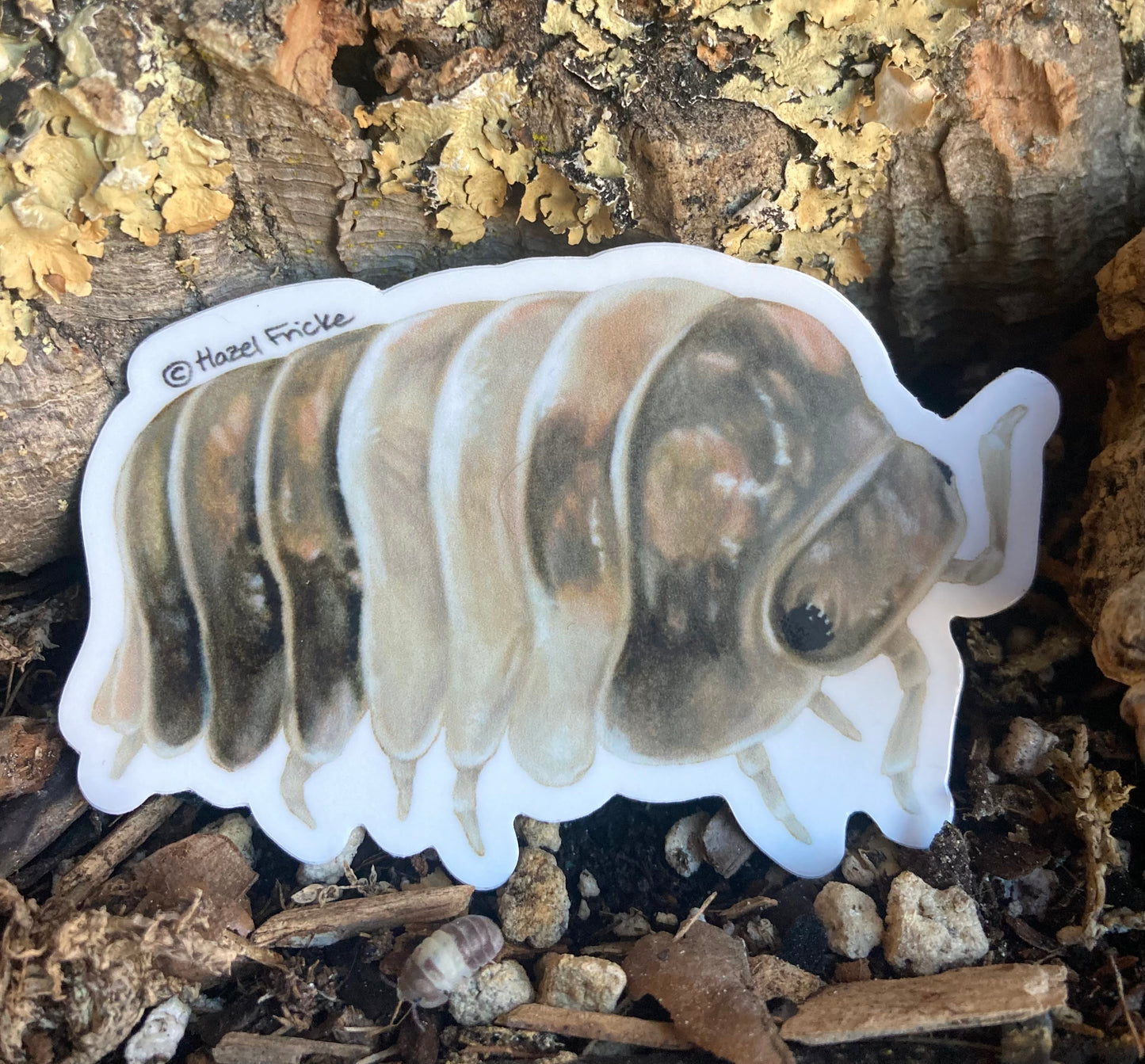 Cubaris sp. "Panda King" Isopod Sticker