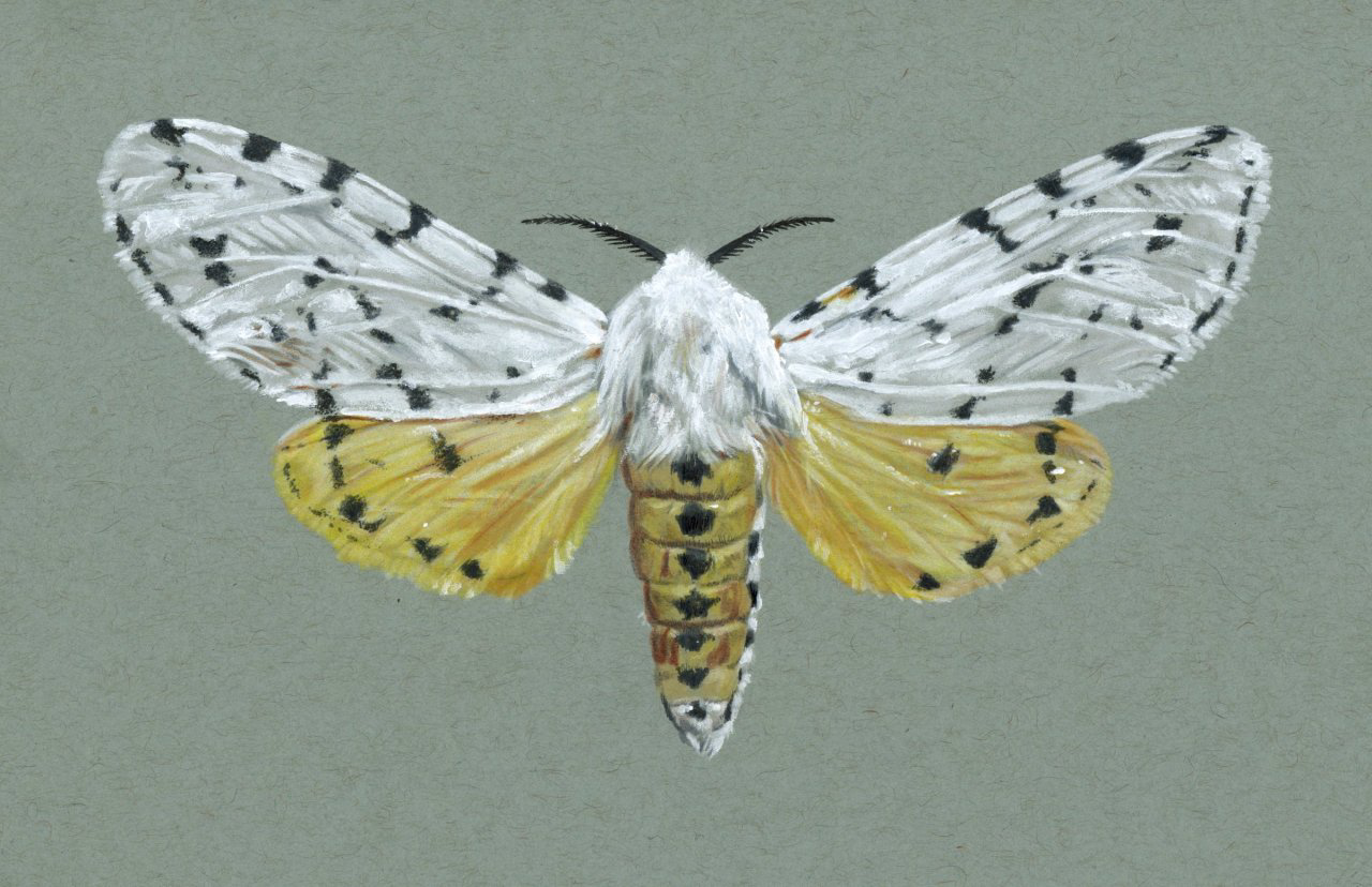 Estigmene acrea Moth Illustration